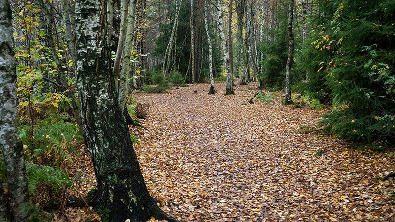 Gångväg full med löv i skogen