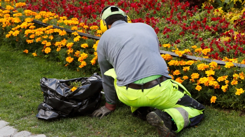 Parkarbetare rensar i rabatten