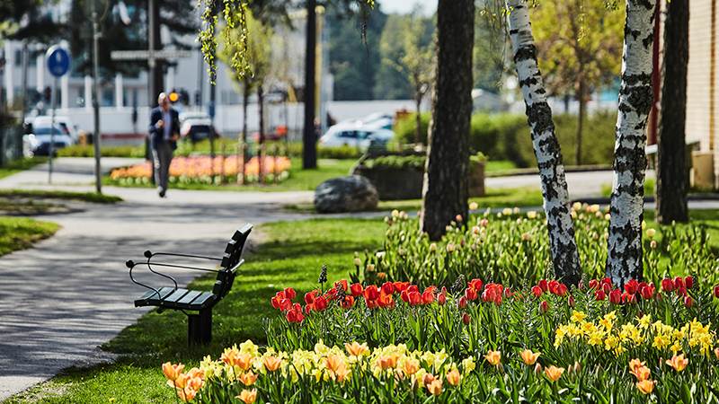 Blommande rabatt med vårlökar och björkar bredvid en parksoffa