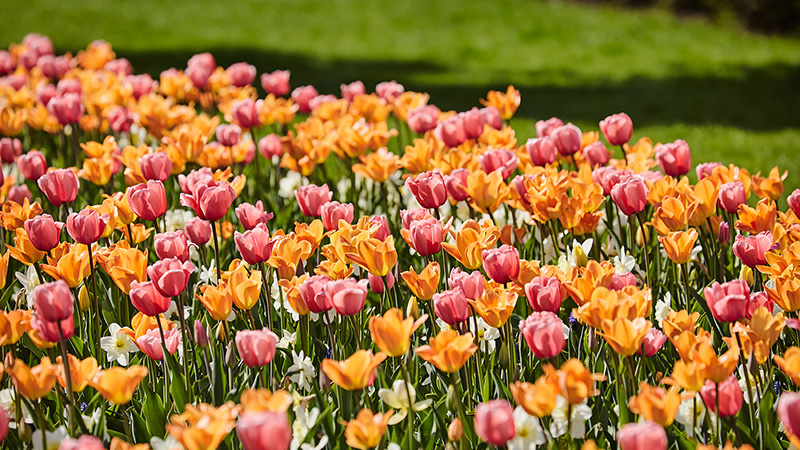 Blommande blomsterlökar i Handen