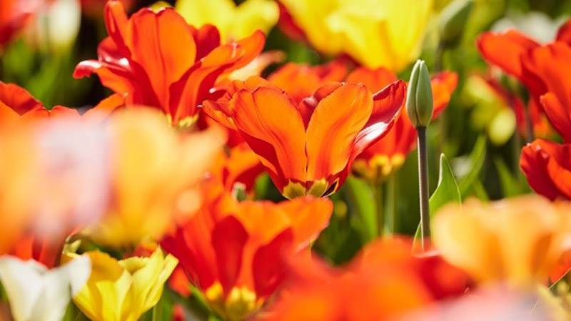 Blommande tulpaner Blommande tulpaner