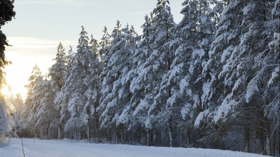 En snötäckt skog