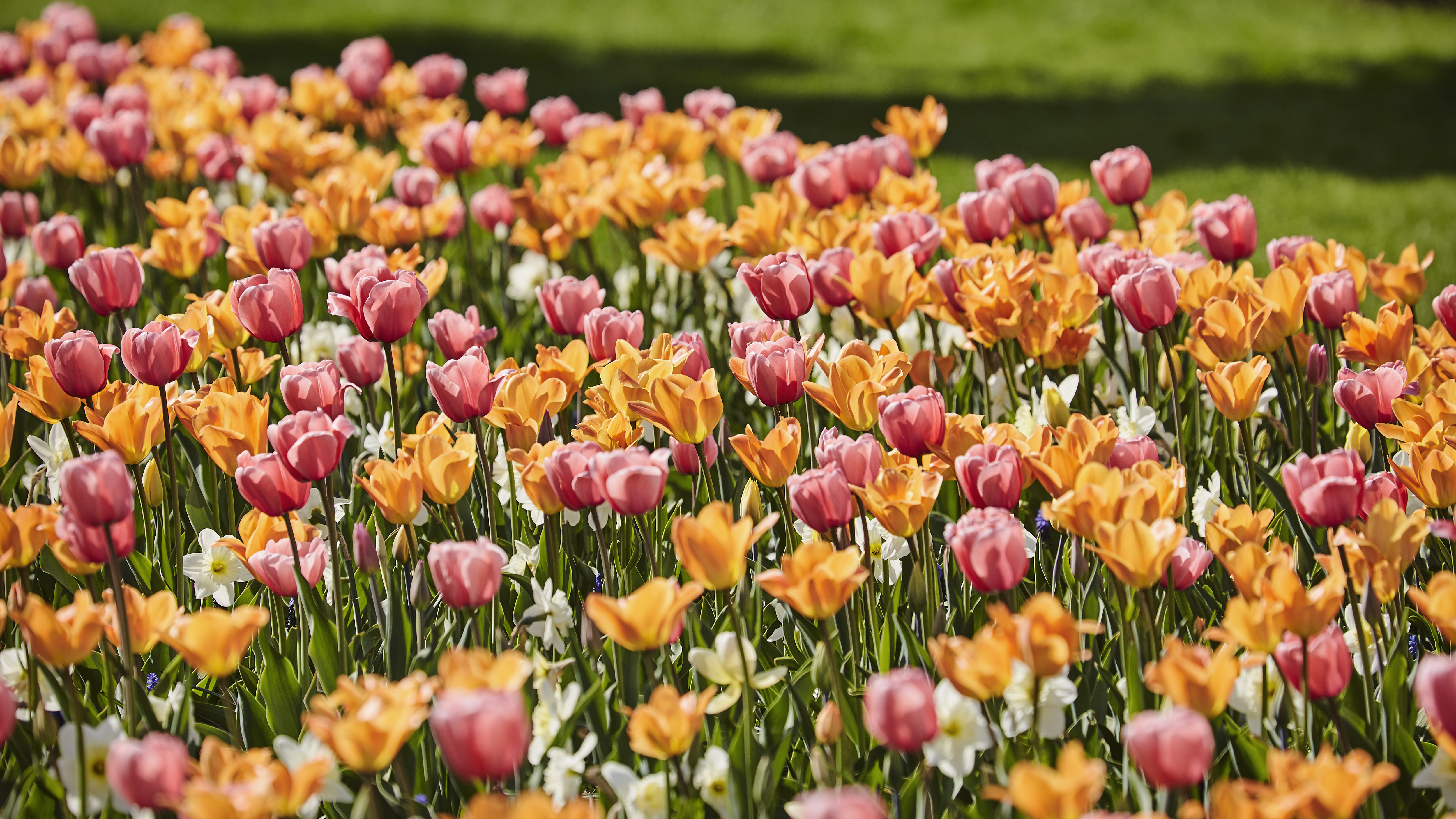 Blommande tulpaner i orange och rosa
