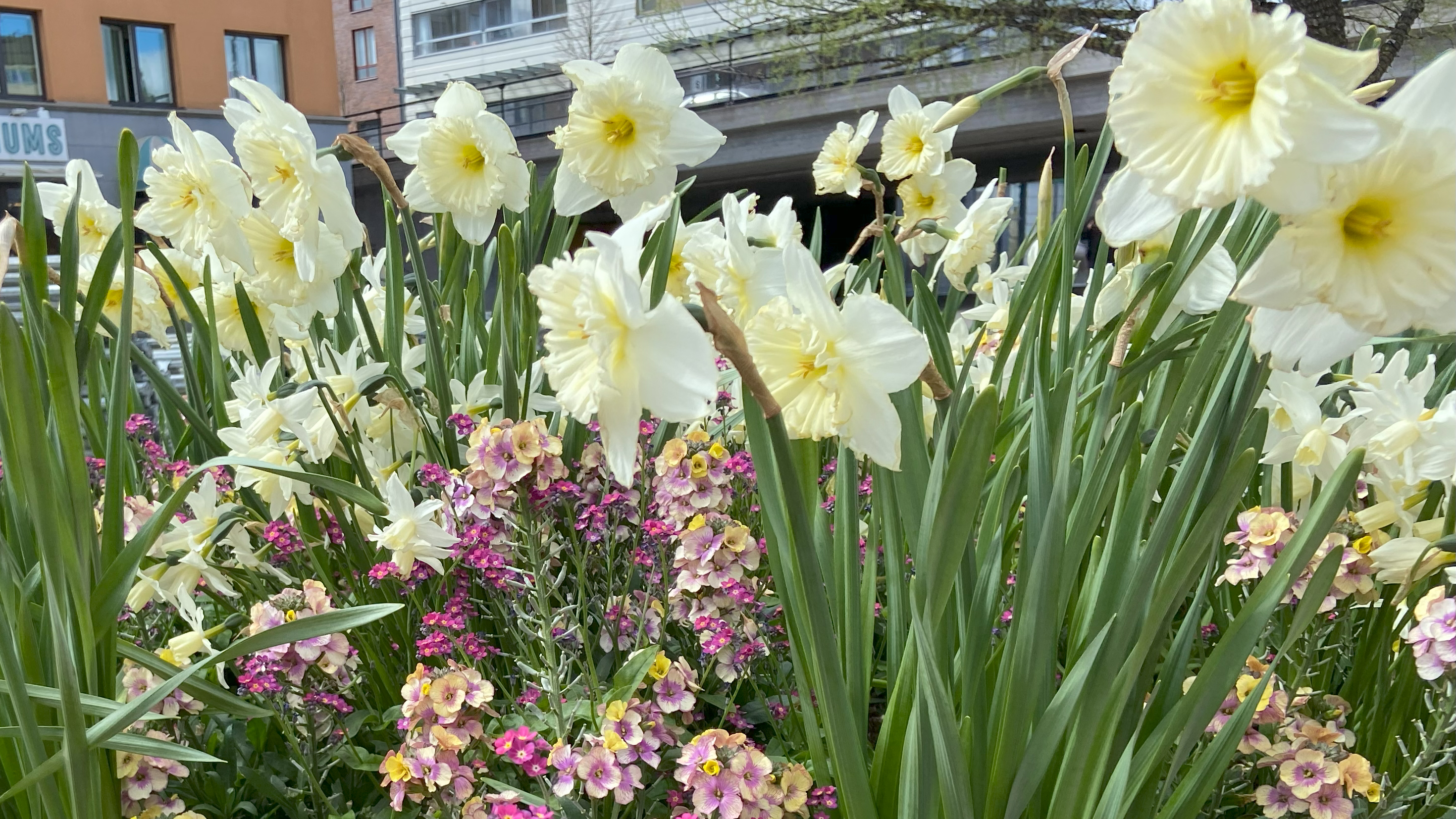 Blommande vårblommor 