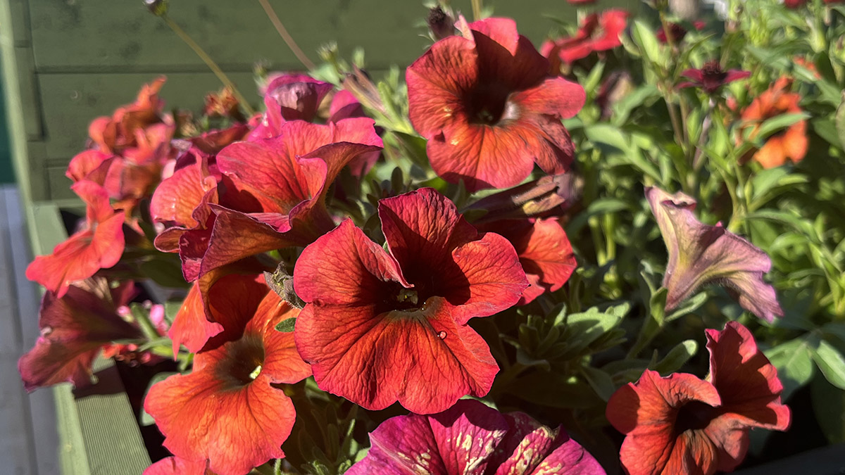 Blommor i rödaktiga färger