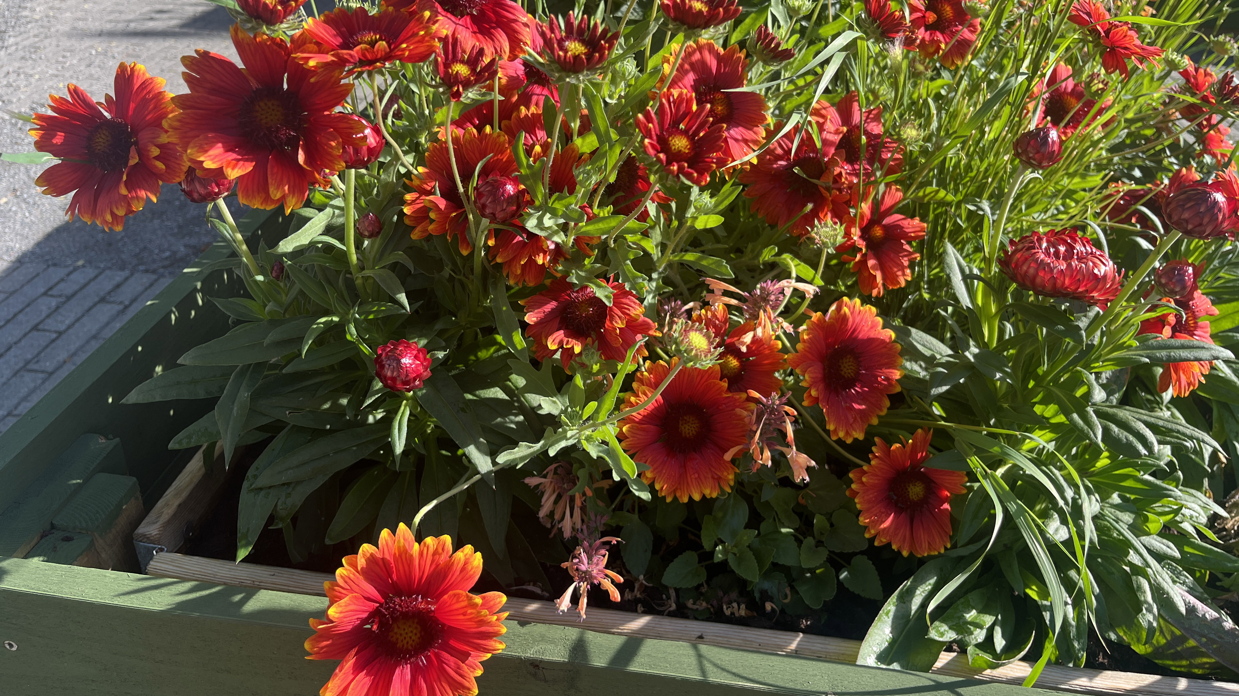 Blommor i rödaktiga färger