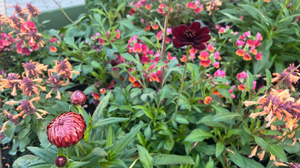 Blommor i rödaktiga färger