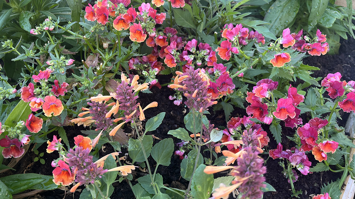 Blommor i rödaktiga färger