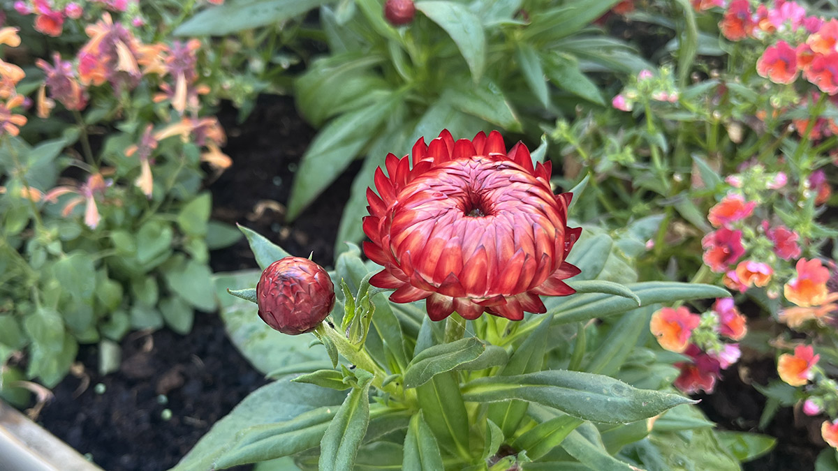 Blommor i rödaktiga färger