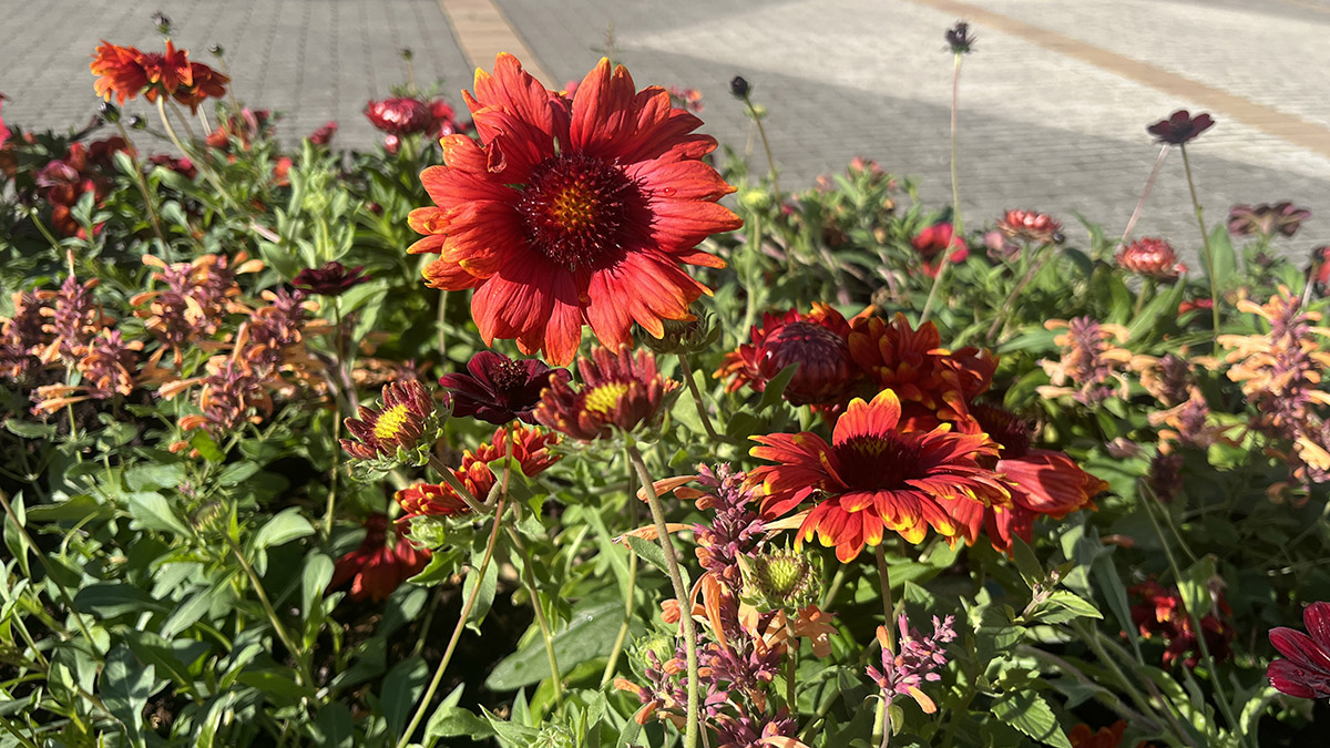 Blommor i rödaktiga färger