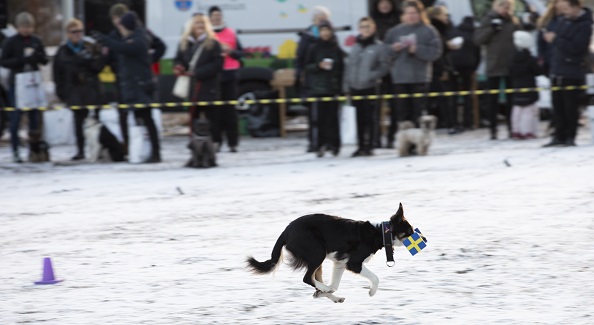 Bild på hunduppvisning vid nya hundrastgården i Tungelsta
