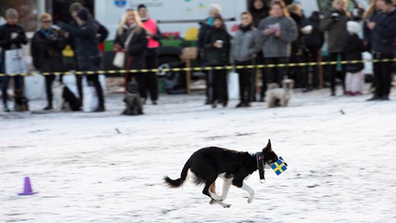 Hunduppvisning vid nya hundrastgården i Tungelsta Bild på hunduppvisning vid nya hundrastgården i Tungelsta