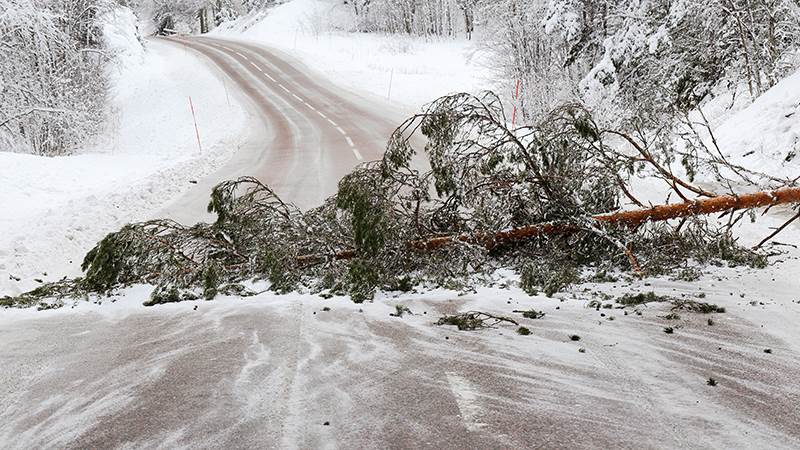 Fallande träd är ett stort problem för järnvägen. Träd som ligger över vägen i vintrigt landskap