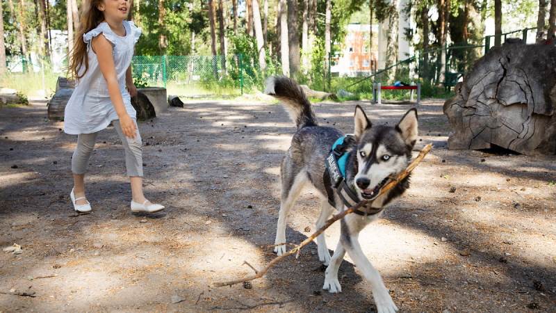 Mer plats för våra fyrbenta vänner i kommunen.  Bild på hund och flicka som leker.