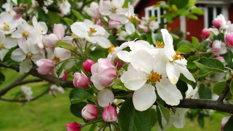 Ett blommande äppelträd framför en röd stuga med vita knutar.