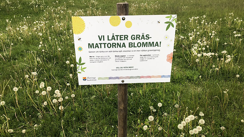 Vi låter gräsmattorna blomma