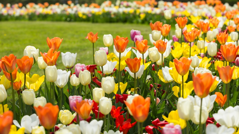 Gula och orangea blommande tulpaner i rondell