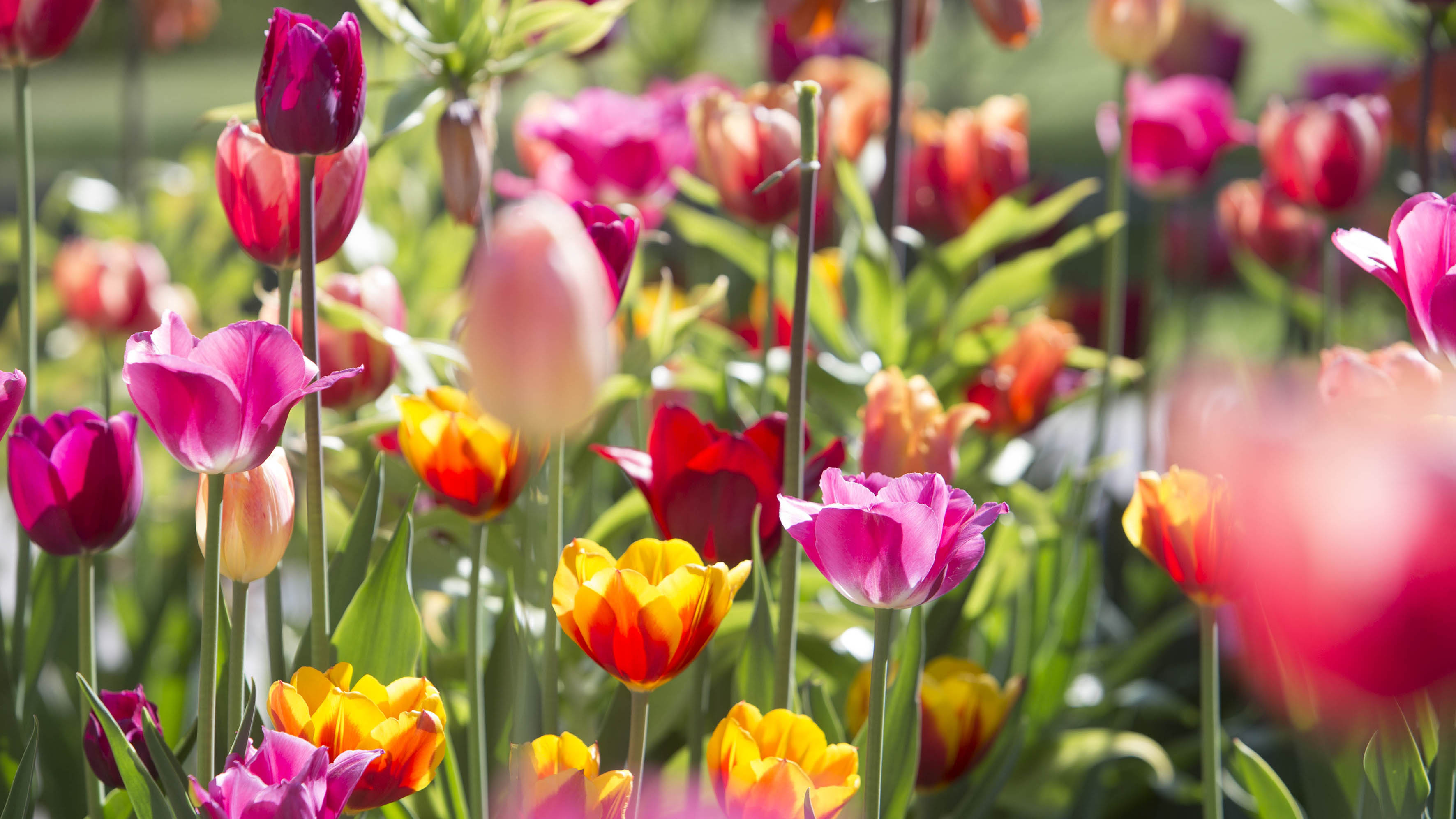 Blomstrande tulpaner i olika färger