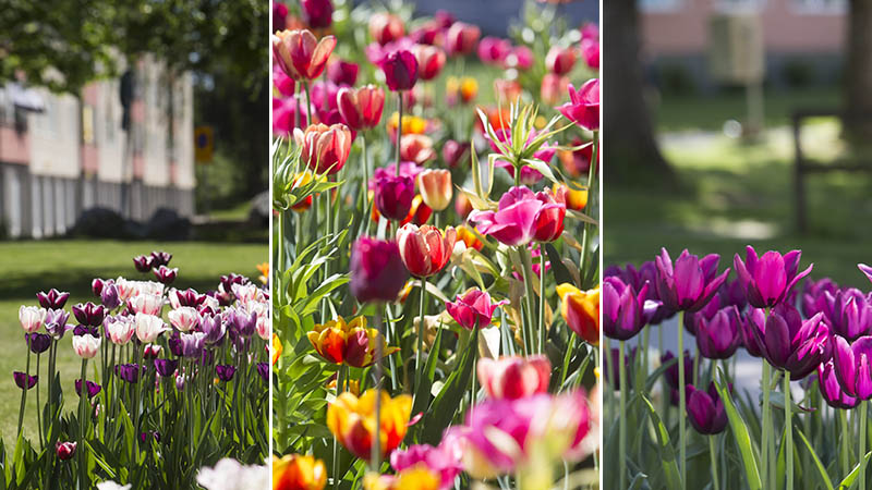 Kollage av blommande tulpaner i olika färger