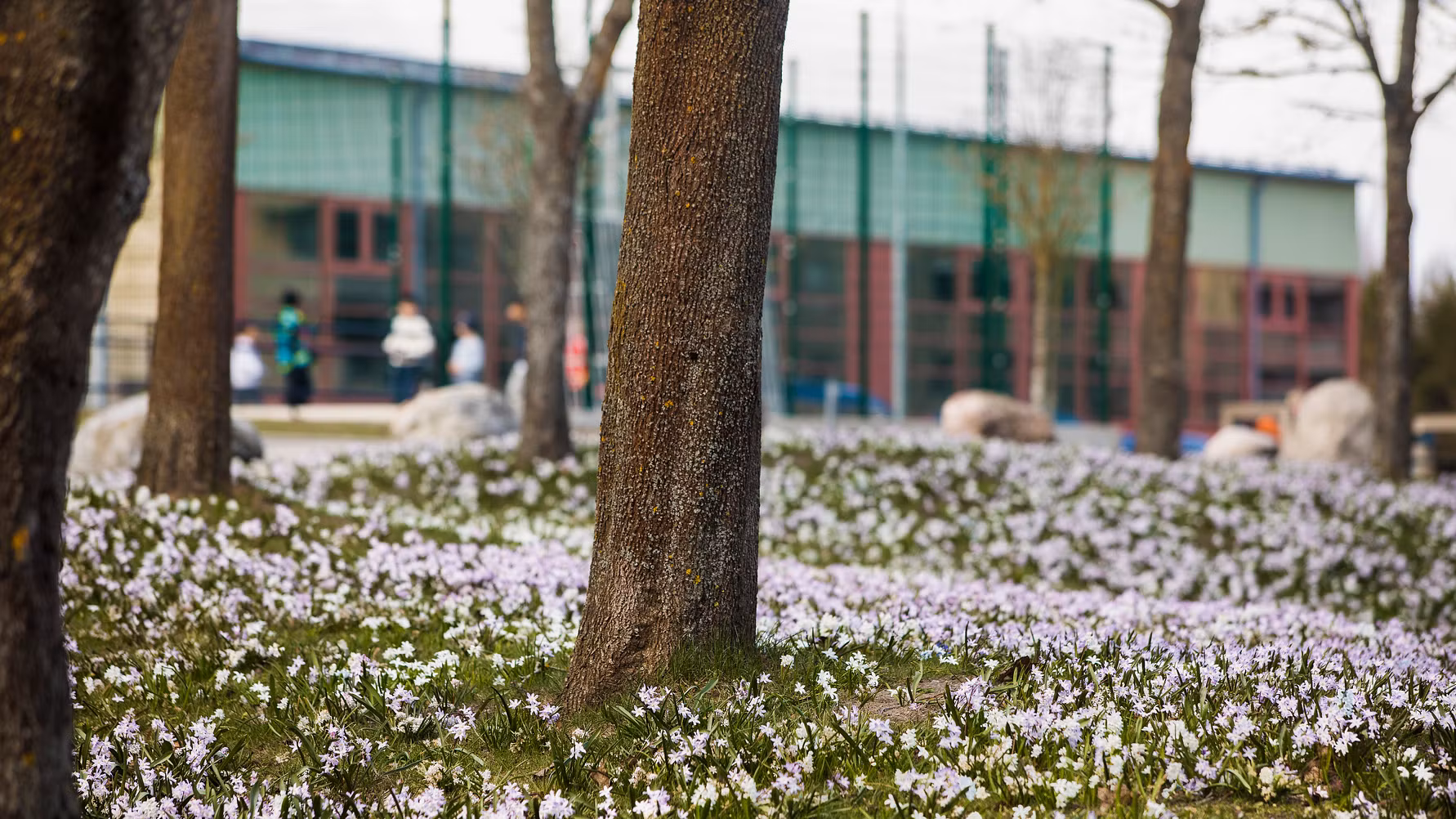 Trädstammar och vita blommor på marken med Brandbergsskolan i bakgrunden.
