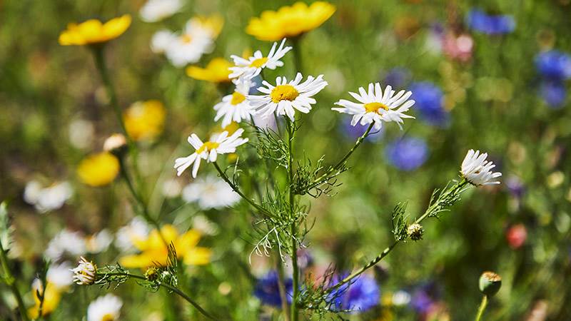 Blommande ängsblommor Blommande ängsblommor