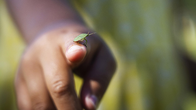 En bärfis på ett pekfinger