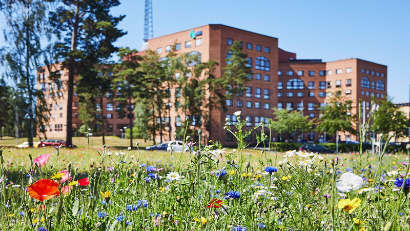 Vacker blomsteräng där Haninge kommuns hus skymtas i bakgrunden