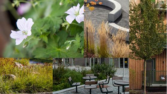 Visionsbilder för gestaltning av torget vid Vega station kollage med bilder på vit blomma, grönskade snår, slingrande sittplatser i betong, bord och stolar och ett lövträd