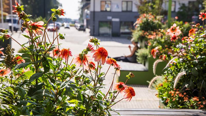 Aprikosa blommor som blommar på ett torg