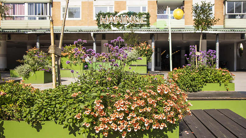 Blommor som blommar i gröna pallkrafar på ett torg
