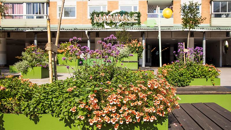 Blommor som blommar i gröna pallkrafar på ett torg