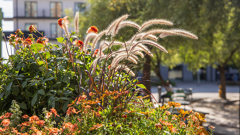 Blommor och grässtrån i full blom