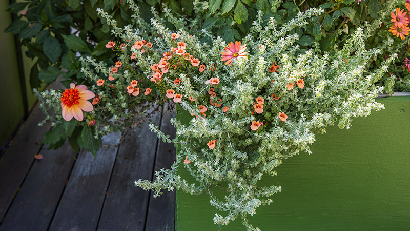 Närbild på silverfärgad buske tillsammans med rosafärgade blommor