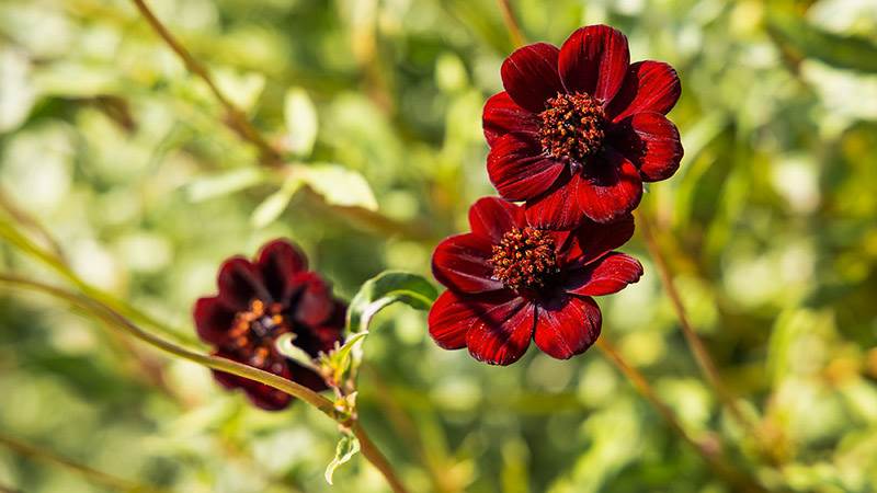 Närbild på mörkröd öppen blomma