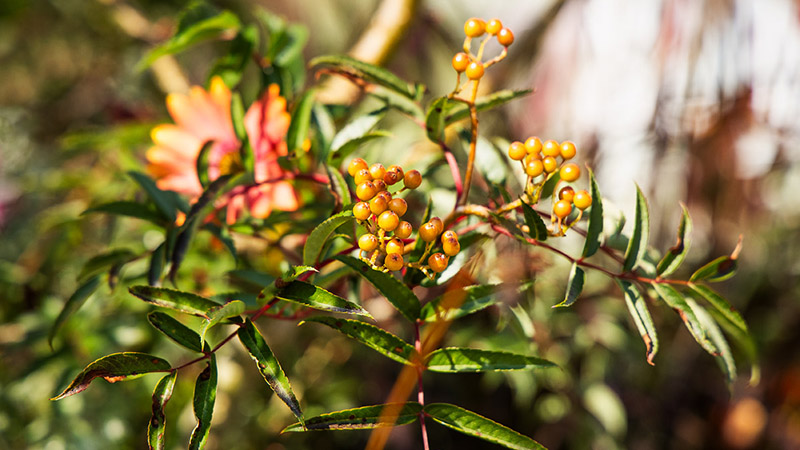 Närbild på buske med aprikosa bär