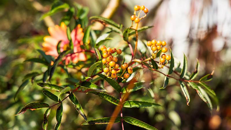 Närbild på buske med aprikosa bär