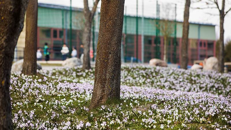 Brandbergens centrum är inte längre en öppen drogscen. Bild från Brandbergsparken med Brandbergsskolan i bakgrunden.