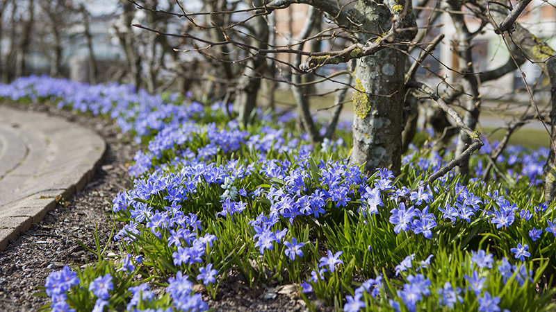 Blåa scilla som blommar i en rabattkant