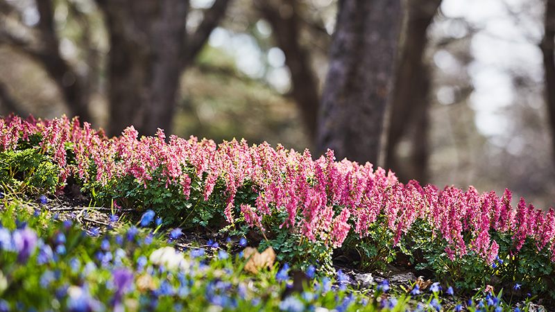 Smålökar som blommar i Eskilsparken