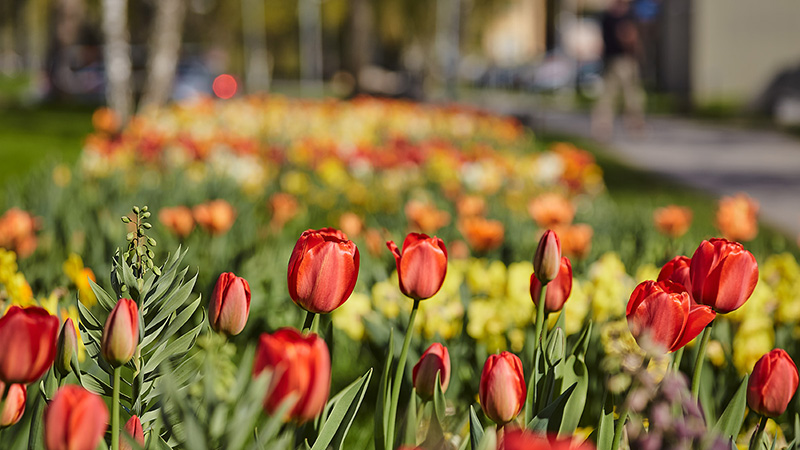 Tulpaner i blom efter Eskilsstråket i Handen