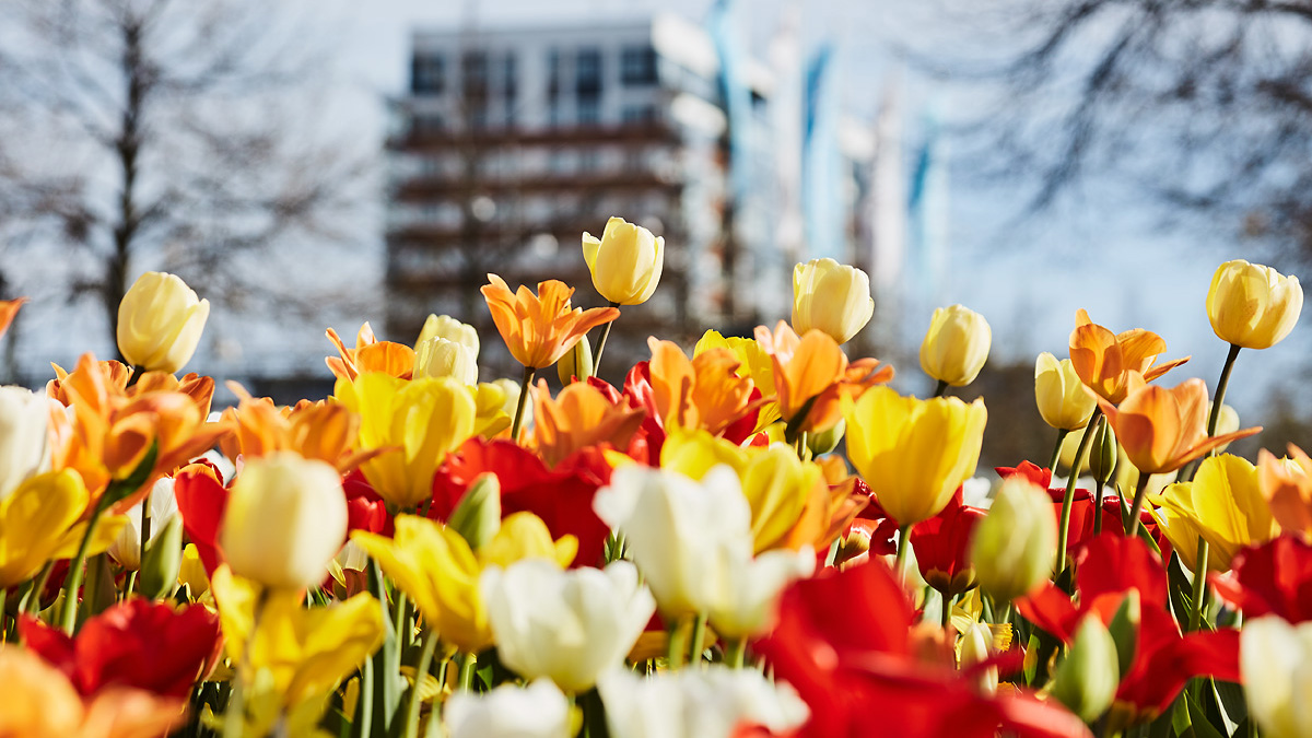 Blommande rondell i Handen