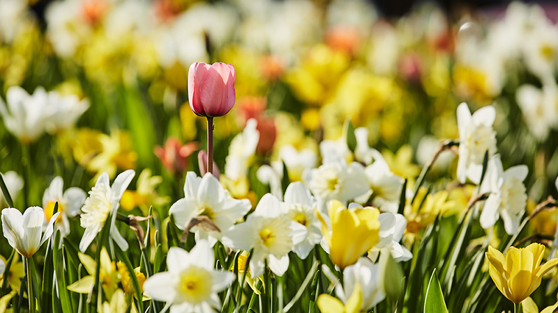 Tazetter och tulpaner i blom