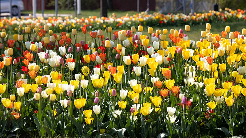 Vackra tulpaner i blom