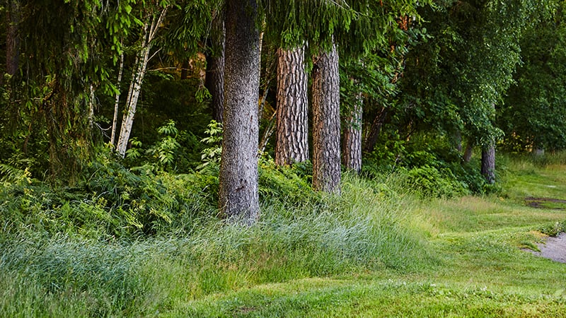 Trädstammar i skogsbryn