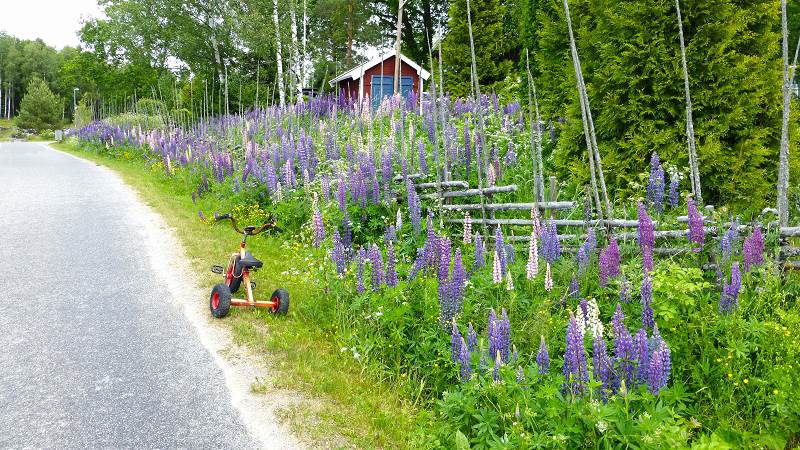 Grusväg med lupiner längs kanten.