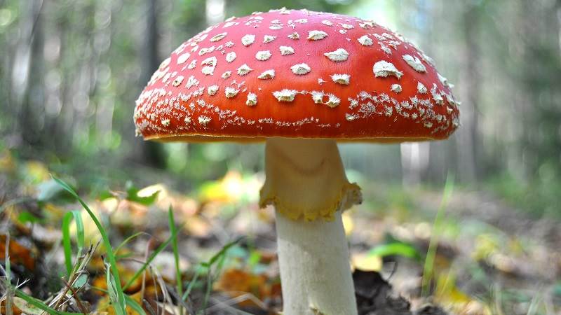 Flugsvampen är inte den enda giftiga svampen i skogen. flugsvamp i skogen