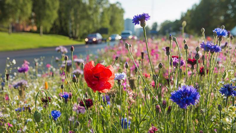 Sommarblomser i refugerna i Handen