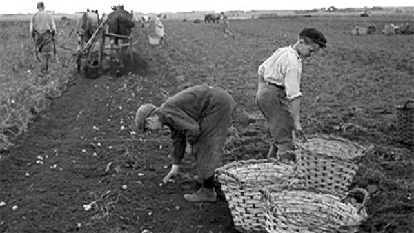 Pojkar som drar korgar och skördar potatis på ett stort fält