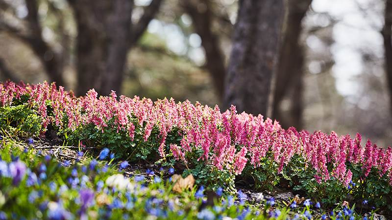 Smålökar som blommar i Eskilsparken