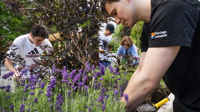 Tre ungdomar planterar lavendel tillsammans med en vuxen kvinna.
